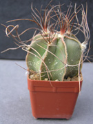 Astrophytum capricorne v. niveum