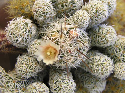 Mammillaria vetula ssp gracilis 